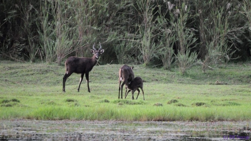 Sitatunga antelopes at Kasanka National Park, Pontoon 3 camp