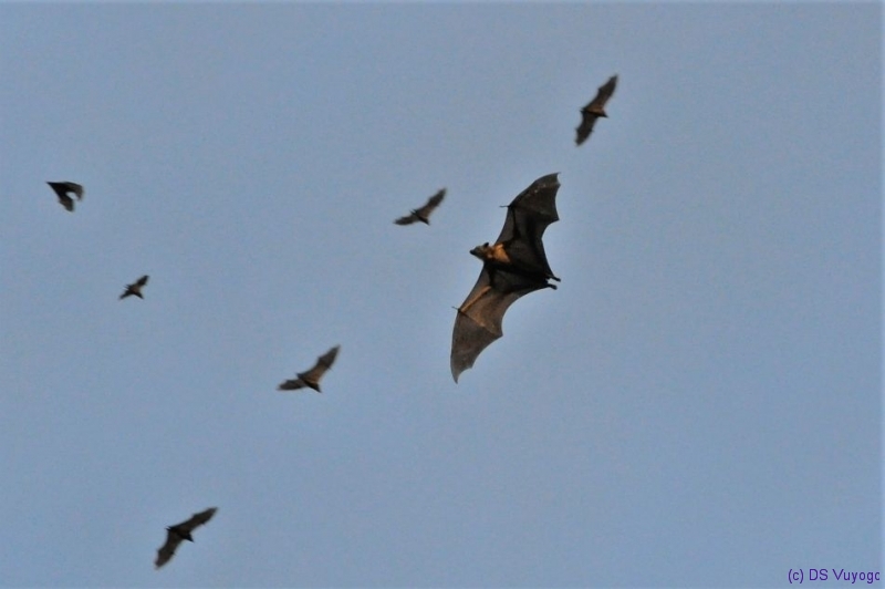 bat migration at Kasanka National Park