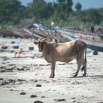 Sanyang beach, The Gambia
