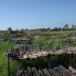 drying fish at Sanyang beach, The Gambia