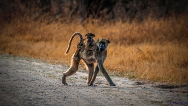 Hwange National Park, Zimbabwe