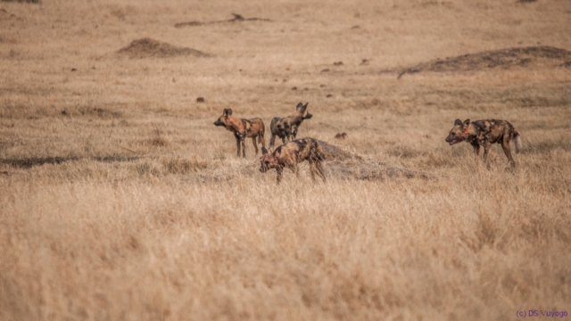Painted Dogs, Hwange National Park, Zimbabwe