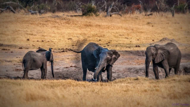 Hwange National Park, Zimbabwe