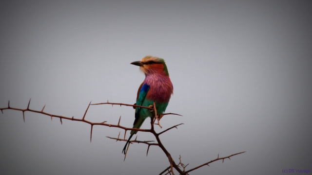 Hwange National Park, Zimbabwe