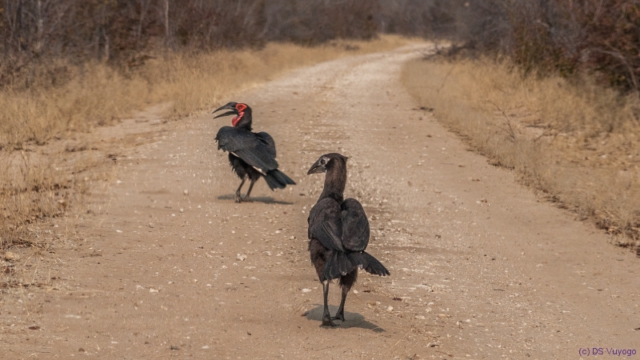 Hwange National Park, Zimbabwe
