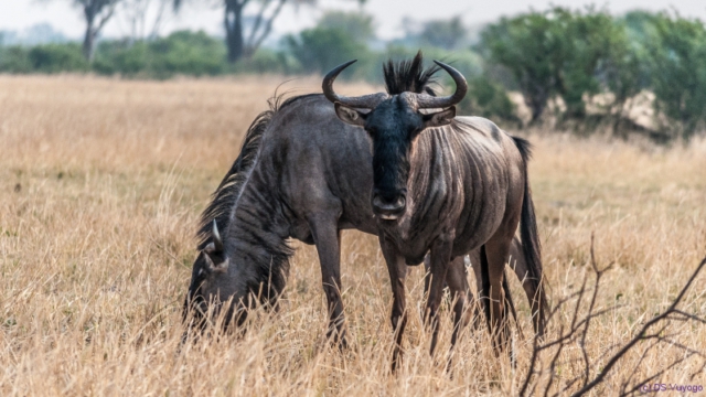 Hwange National Park, Zimbabwe