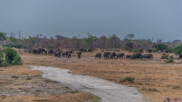 Hwange National Park, Zimbabwe