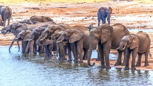 Hwange National Park, Zimbabwe