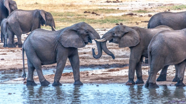 Hwange National Park, Zimbabwe