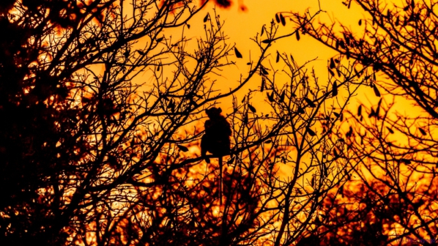 Hwange National Park, Zimbabwe