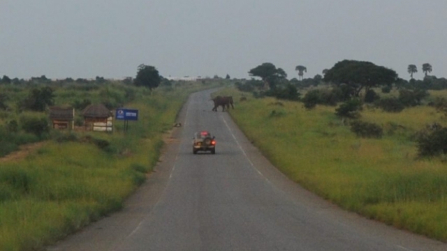 elephant crossing DSC_0009-2