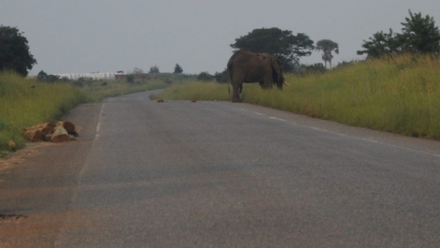 elephant crossing DSC_0011-2