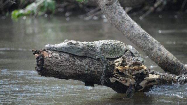 baby croc chilling, Murchison Falls Park DSC_0037