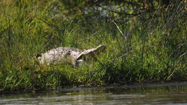 Nile cruise, Murchison Falls Park DSC_0140