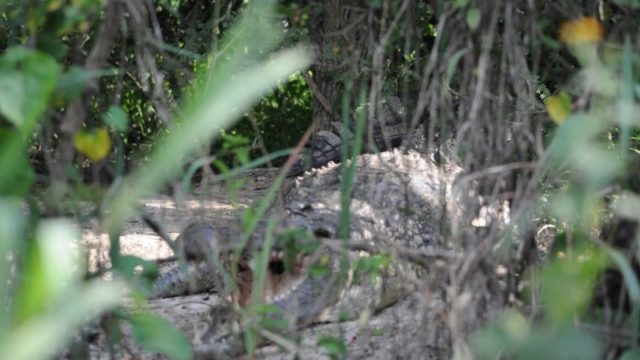 Nile cruise, Murchison Falls Park DSC_0151