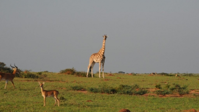 Murchison Falls Park DSC_0170