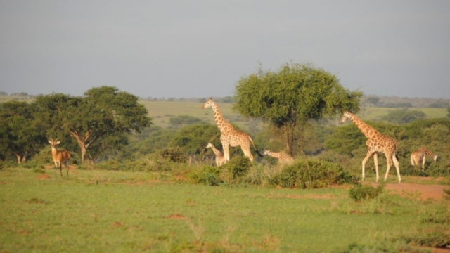 Murchison Falls Park DSC_0171