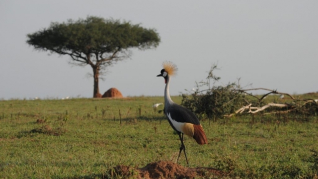 Murchison Falls Park DSC_0179
