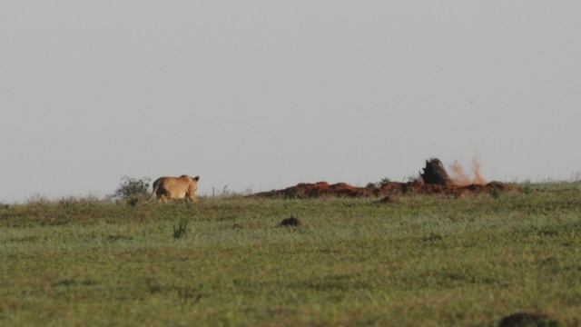 the lion is apparently too full to catch that warthog (right). The warthog barely moves ... Murchison Falls Park DSC_0180-2