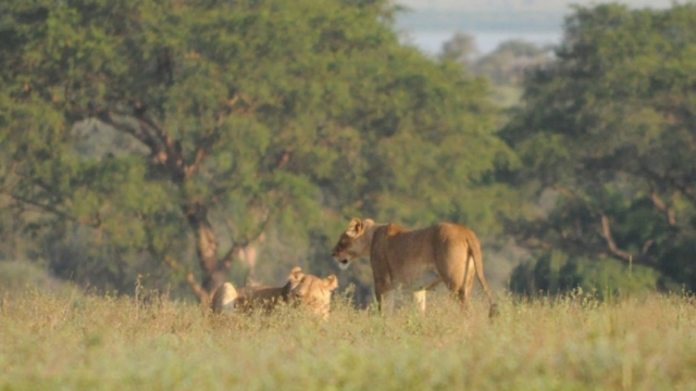 Murchison Falls Park DSC_0190-2