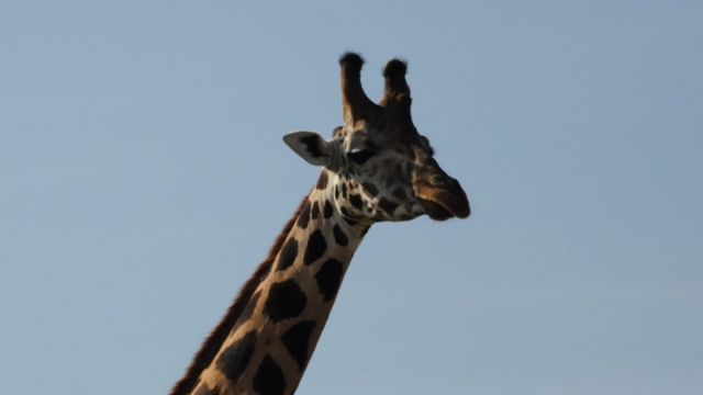 Murchison Falls Park DSC_0224