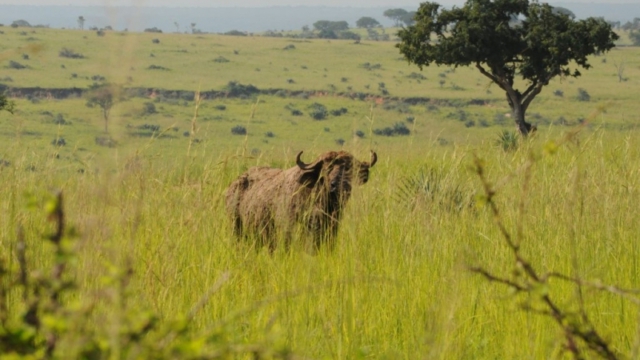 Murchison Falls Park DSC_0226