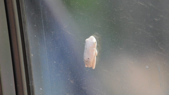 blind passenger, Murchison Falls Park DSC_0236-2