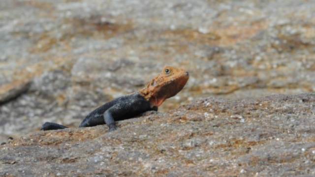 Murchison Falls Park DSC_0301-2