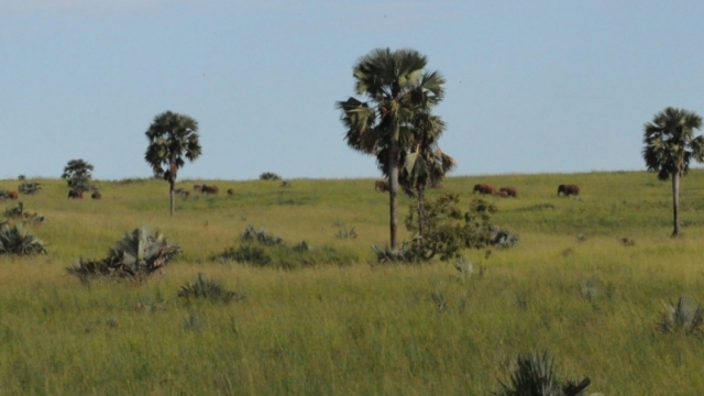 Murchison Falls Park DSC_0309-2
