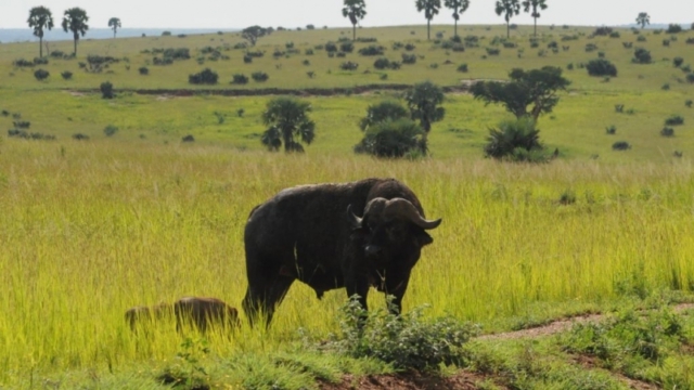 Murchison Falls Park DSC_0316-2