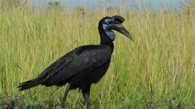 Murchison Falls Park DSC_0322-2