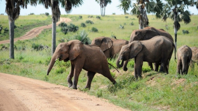 Murchison Falls Park DSC_0330-2