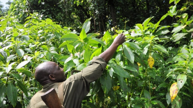 guide Alex shows me how to pop Orchid seeds - Mount Elgon National Park. Guide Alex shows me how to pop Orchid seeds Mount Elgon National Park. Guide Alex shows me how to pop Orchid seeds