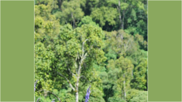 Mount Elgon National Park