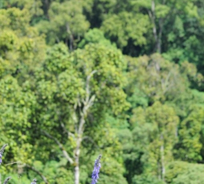 Mount Elgon National Park