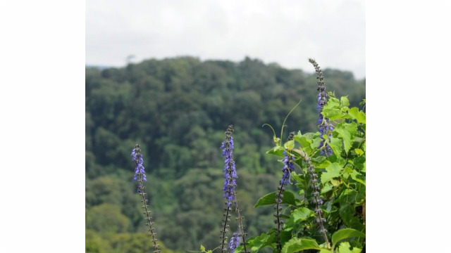 Mount Elgon National Park