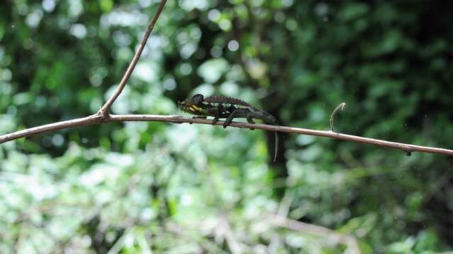 chameleon, Mount Elgon National Park