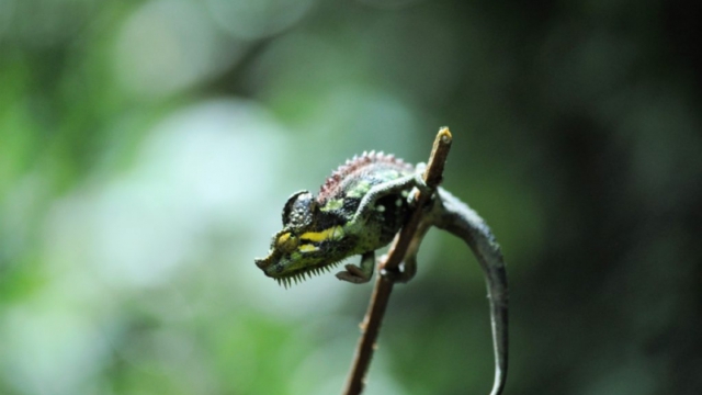 chameleon, Mount Elgon National Park
