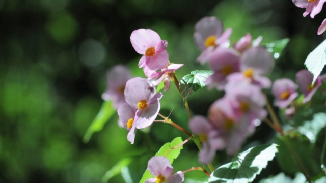 Mount Elgon National Park