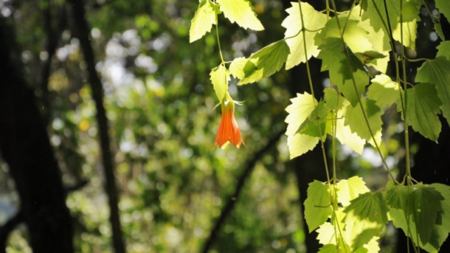 Mount Elgon National Park