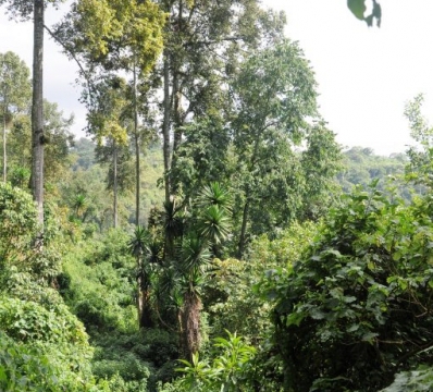 Mount Elgon National Park