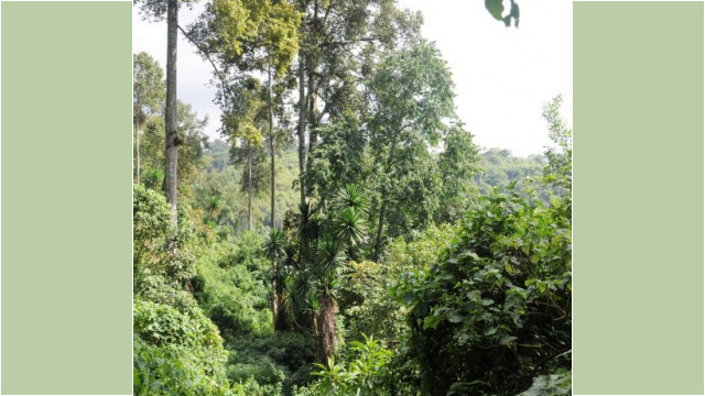 Mount Elgon National Park