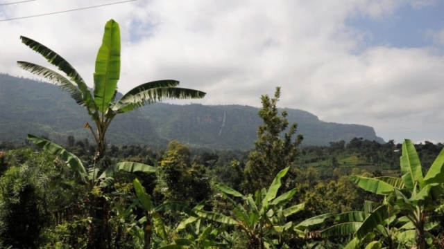 Wanale Ridge, near Mbale (UG)