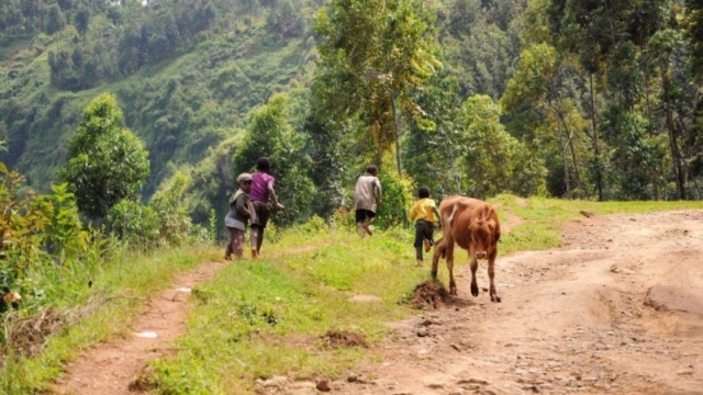 Wanale Ridge, near Mbale (UG)