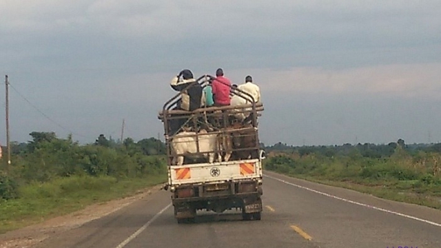 cattle transport, towards Mbale