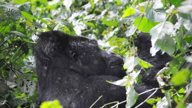 Gorilla trekking in Bwindi Impenetrable Forest