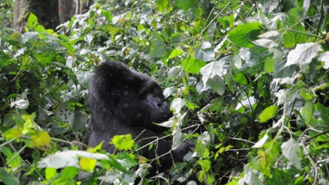 Gorilla trekking in Bwindi Impenetrable Forest