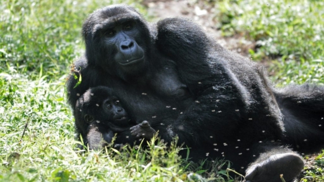 Gorilla trekking in Bwindi Impenetrable Forest