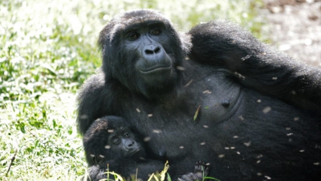 Gorilla trekking in Bwindi Impenetrable Forest