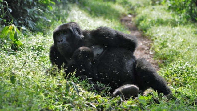 Gorilla trekking in Bwindi Impenetrable Forest